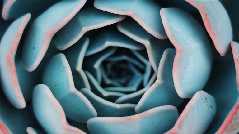 Image of an agave. The Center for Psychedelic Therapies and Research at California Institute of Integral Studies (CIIS) in San Francisco, CA, expands Training to Boston