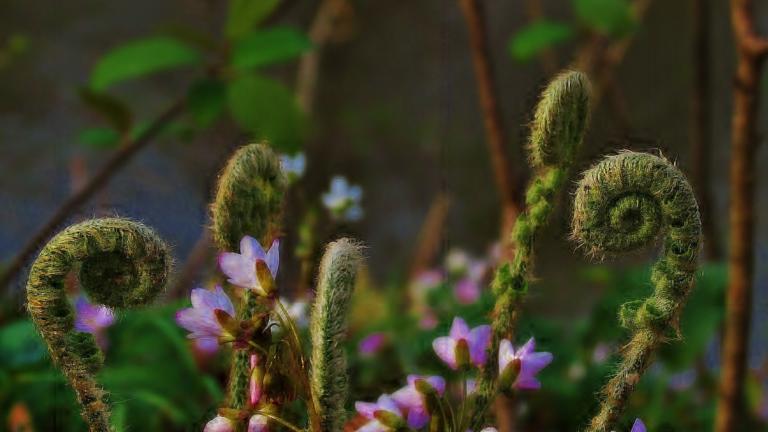 Fern and soft pink and magenta flowers by James Ahlberg