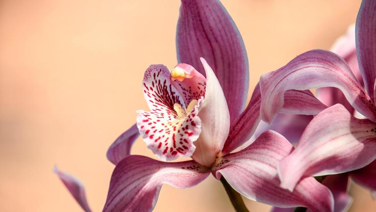 orchid purple blooming photo by Man Dy
