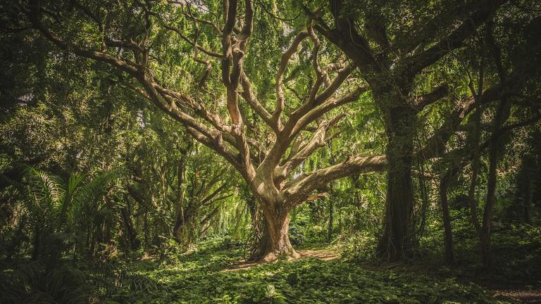 Tree in the green tropical forest