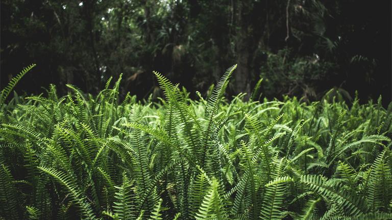 A field of green ferns by Ben Lockwood.