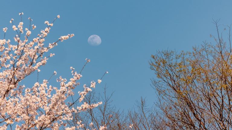 cherry blossom against moon sun lit sky