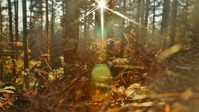 Forest in the light