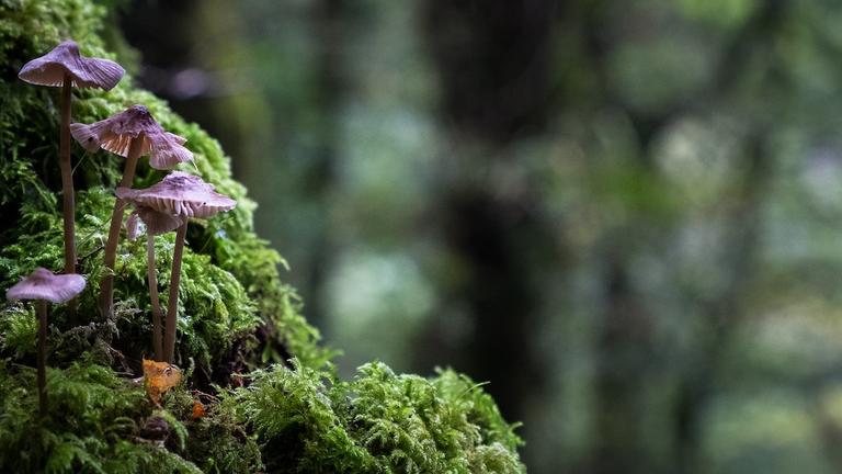 Fungi and moss