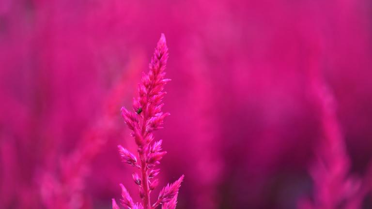 Magenta plants 