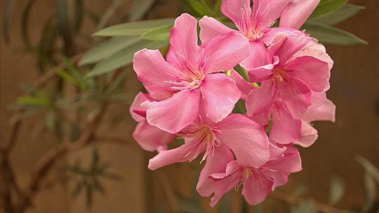 Flowers for the Center of Black and Indigenous Praxis