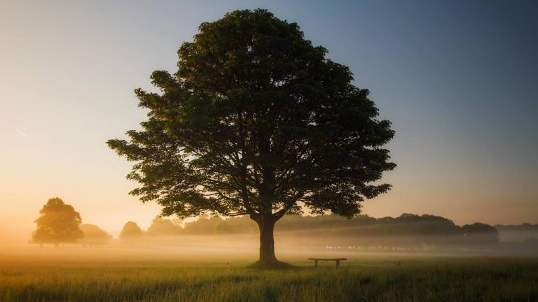 Photo of a large tree and small bench in the middle of a large grassy area with more trees far in the background