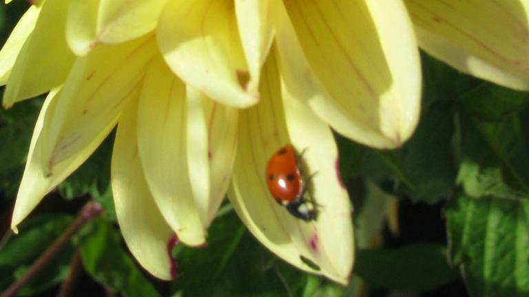 Yellow flower with a lady bug on a petal