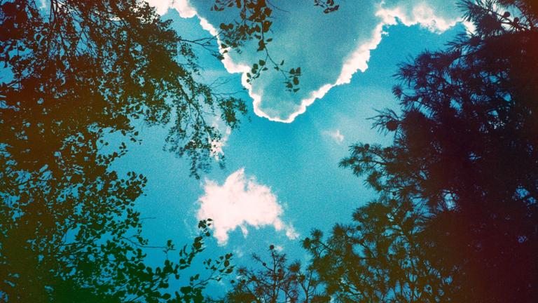 Looking up at cloud and tree in the sky by Scott Evans