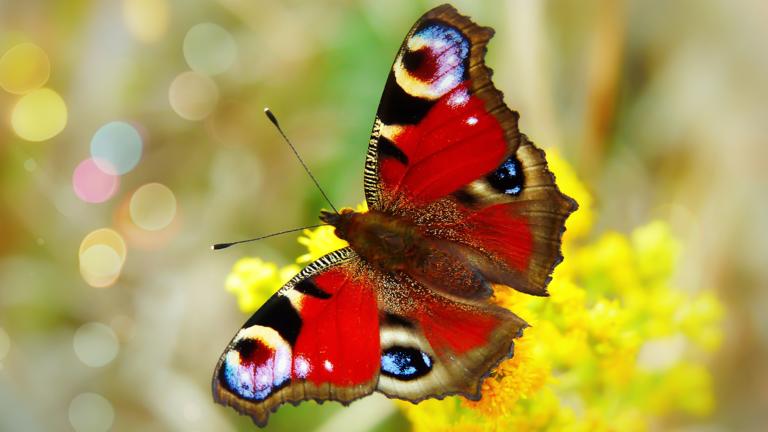 Butterfly by Krzysztof Niewolny