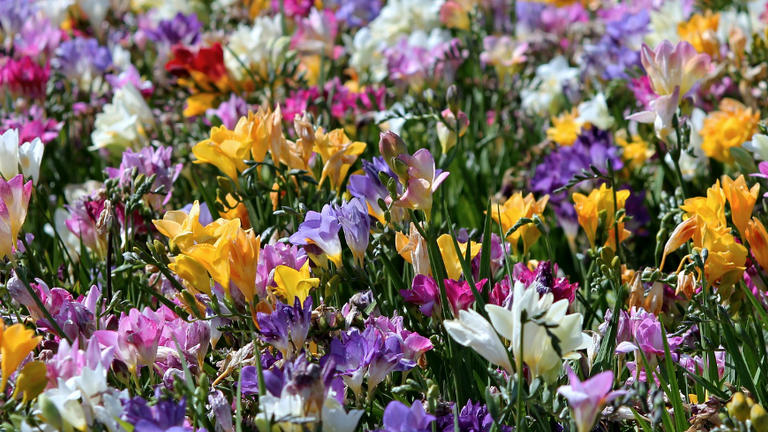 A field full of colorful freesia flowers.