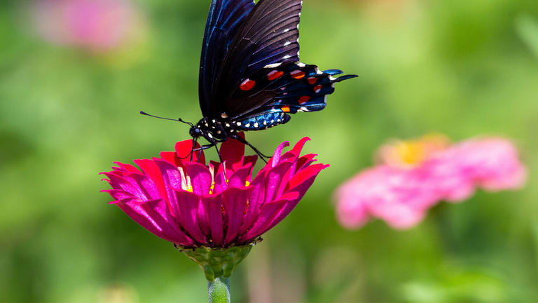 Photo of a spotted dark butterfly on a magenta daisy