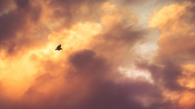 A bird flying in the sky at sunset.