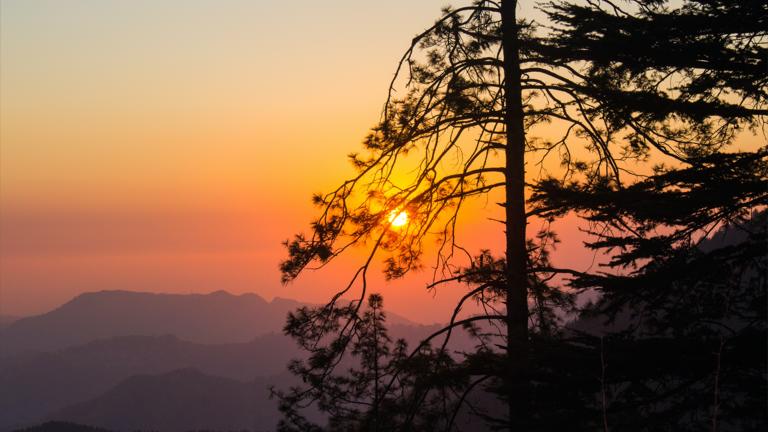 Sunset with tree in India by unknown traveler