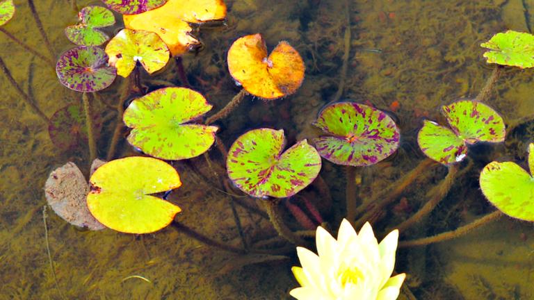 Green lily pads and white flower on water