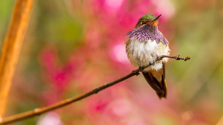 Photo of a green, purple, and white hummingbird sitting on a branch