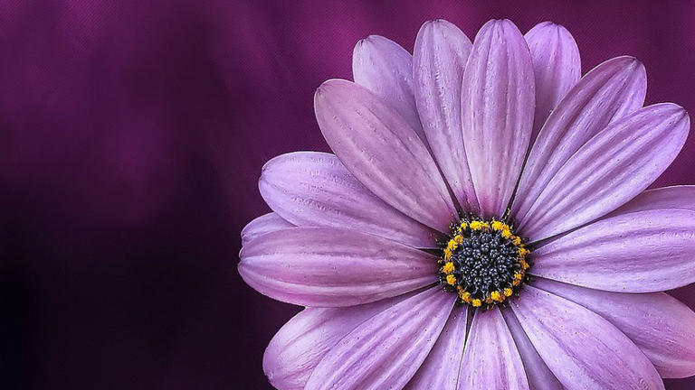 Violet flower on purple background