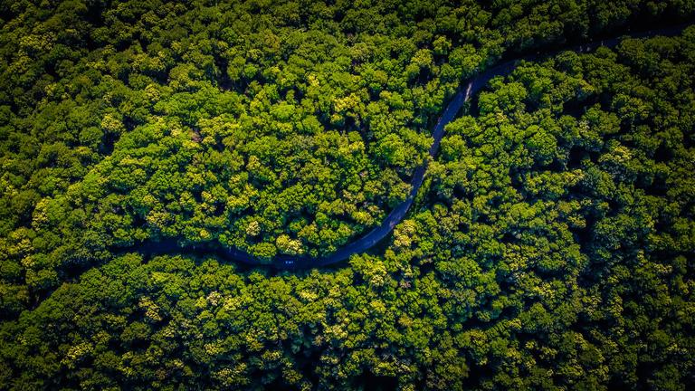 Arial view of a forest with a river running through it.
