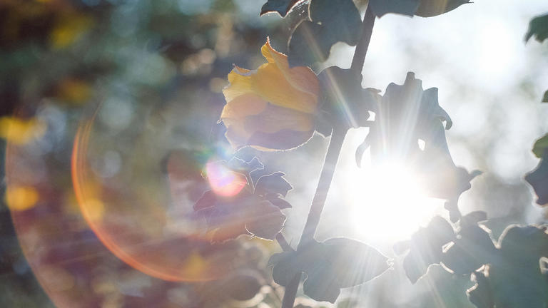 Photo of yellow flowers with lens flare orbs. By Cyrus Crossan