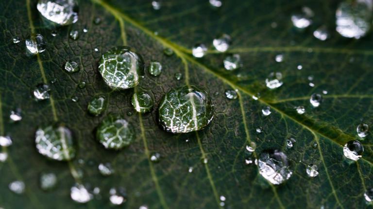 Drops on leaf by Dan Carlson