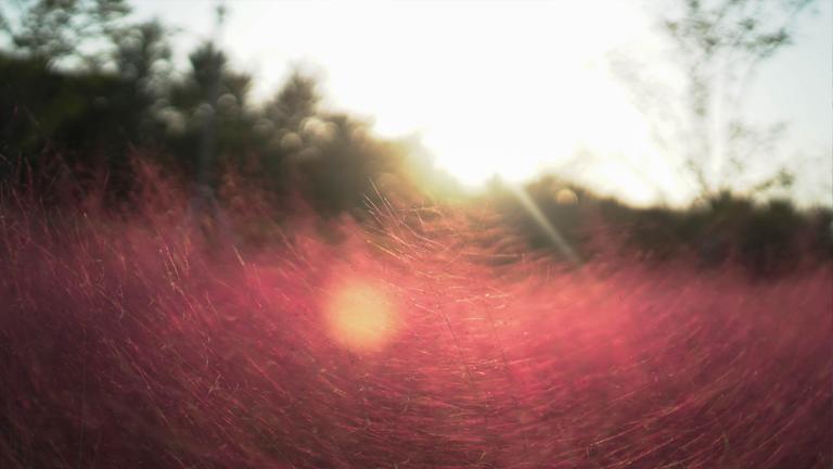 Photograph of light and a field by Yeon Hee