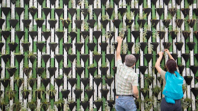 Photo of two people tending to a large wall of plants