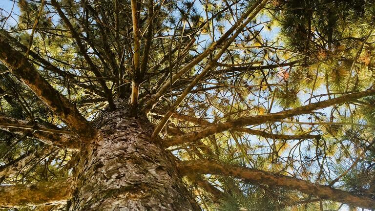 Tree from below