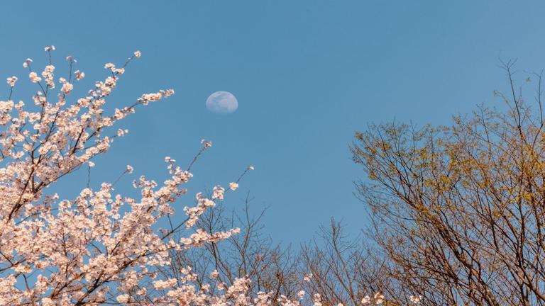 Photo of cherry blossoms against a blue sky with the moon