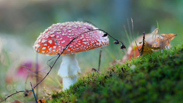 A Conversation with Merlin Sheldrake: How Fungi Make our Worlds and Shape our Futures