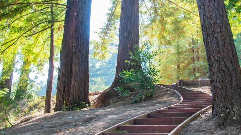 Photo of a curving staircase path through a woods