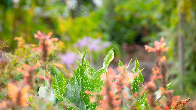 Photo of green leave and small orange flowers