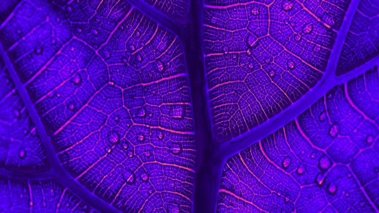 6th Annual Religion and Ecology Summit: Queer Ecologies and Religions 