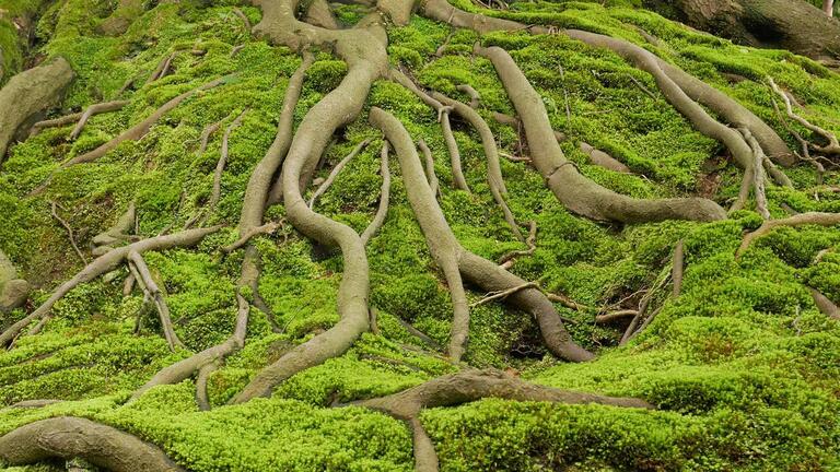tree roots and moss