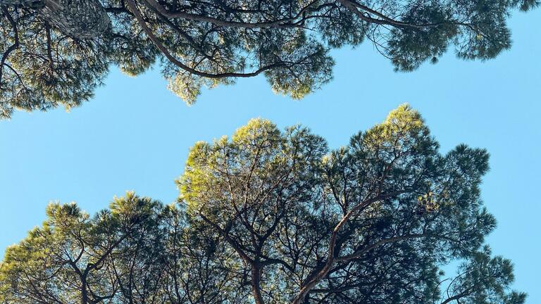 trees in sky