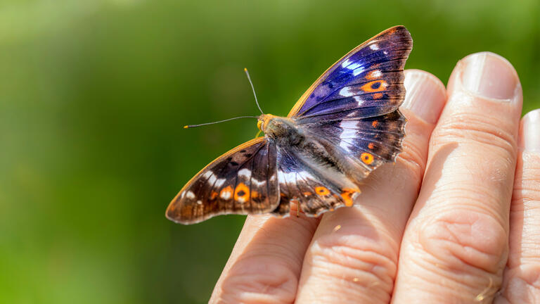 A brown, orange, and blue butterfly sits on a persons fingers.
