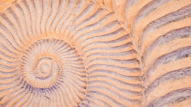 Ammonite fossil