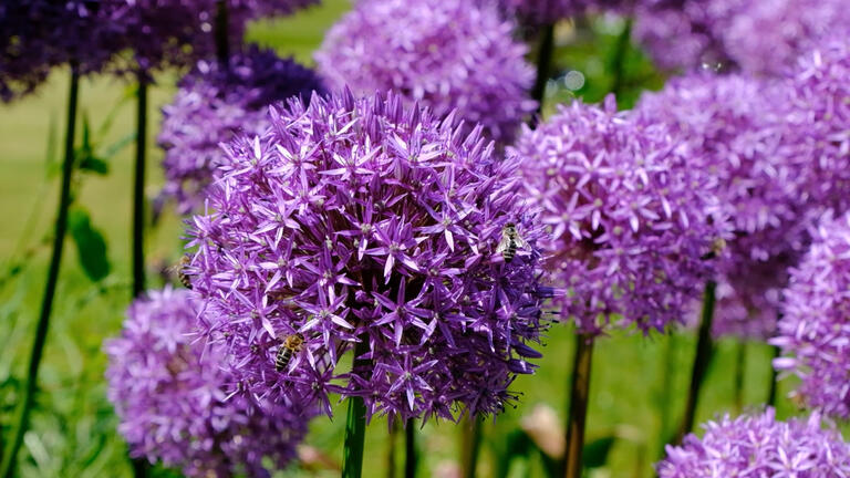 Still of Bees