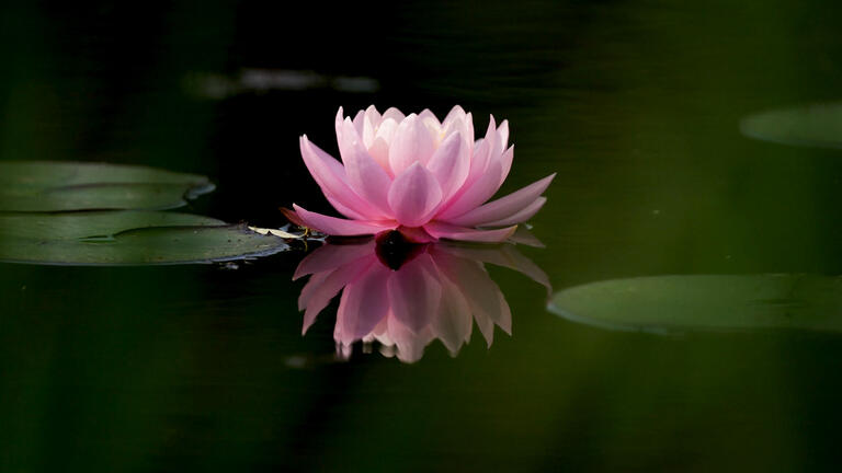 Still of Lily Pond