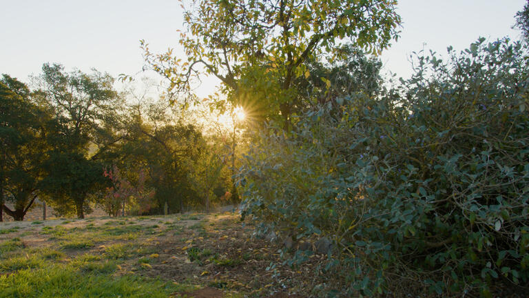 Nature snapshot of sun light coming through trees