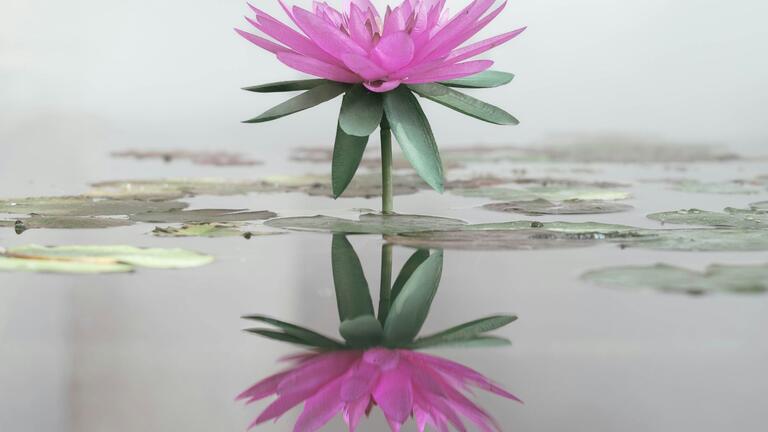 Pink lotus reflecting on the water of a pond.