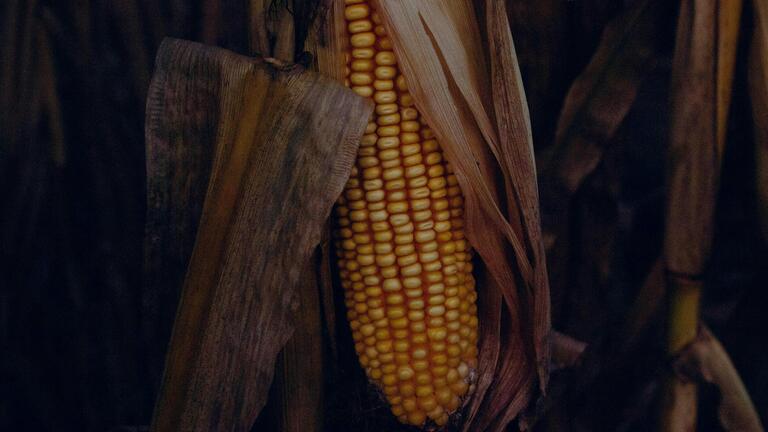 On Indigenous Seedkeeping and Food Sovereignty