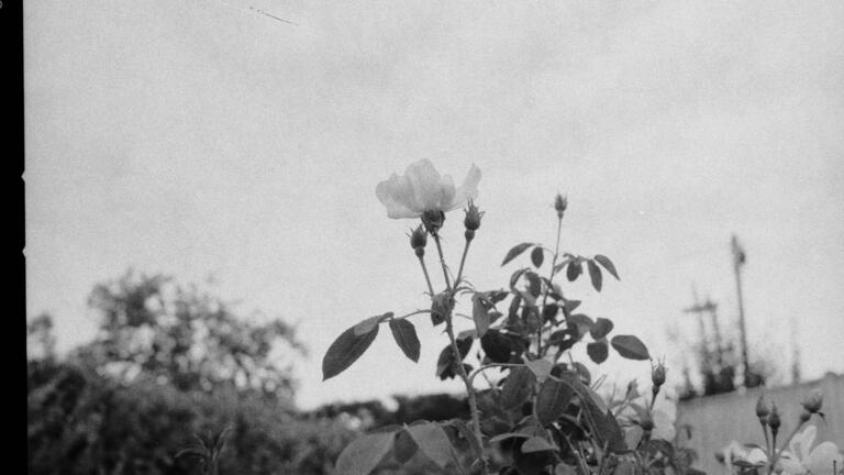 Stock image of roses in black and white.