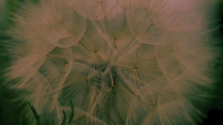 Dandelions