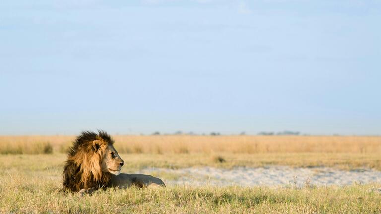 How to Rewild Your Meditation Practice