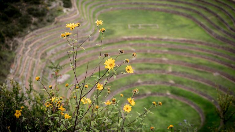 Healing Trauma with Somatic Archeology: A Workshop with Ruby Gibson