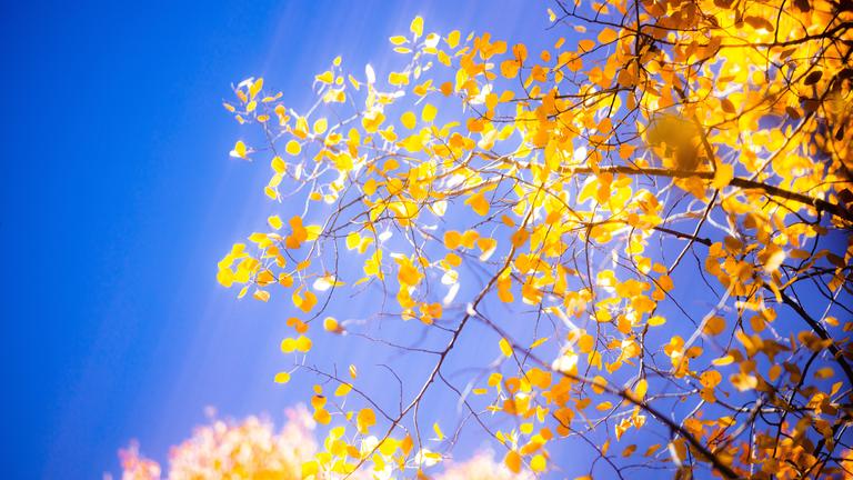 Exploring the Sacred Changing of the Seasons for Wisdom and Resilience