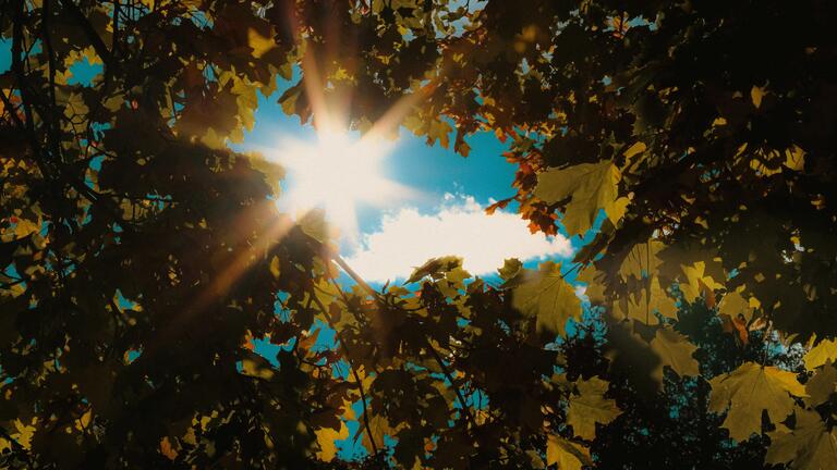 Sunlight streaming through a canopy of leaves, casting a warm glow and illuminating the blue sky with a few white clouds visible in the background.