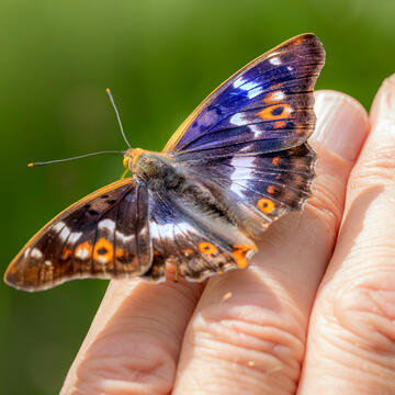 A butterfly on a person's finger