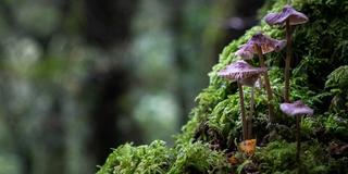 Fungi and moss