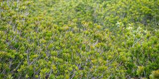 Photo of green shrubs